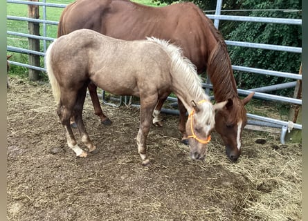 Quarter horse américain, Jument, 7 Ans, 155 cm, Alezan brûlé