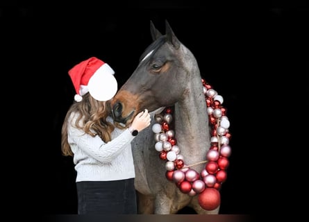 Quarter horse américain, Jument, 7 Ans, 155 cm, Roan-Bay