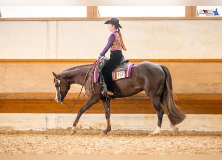 Quarter horse américain, Jument, 7 Ans, 160 cm, Alezan brûlé