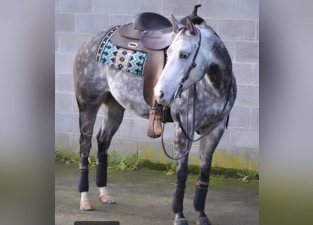 Quarter horse américain, Jument, 8 Ans, 144 cm, Gris pommelé