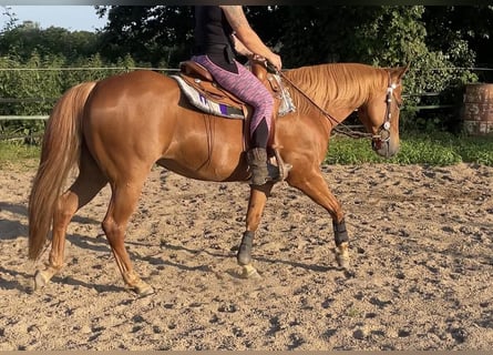 Quarter horse américain, Jument, 8 Ans, 147 cm, Alezan