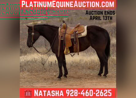 Quarter horse américain, Jument, 8 Ans, 147 cm, Noir
