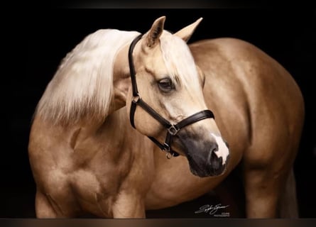 Quarter horse américain, Jument, 8 Ans, 148 cm, Palomino