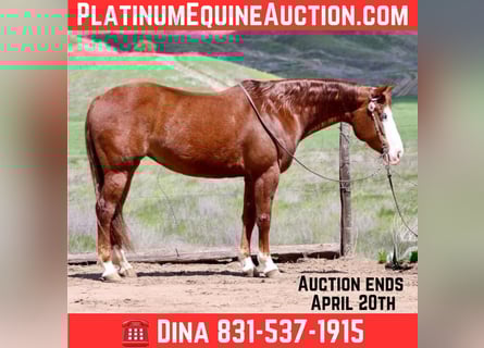 Quarter horse américain, Jument, 8 Ans, 150 cm, Alezan brûlé