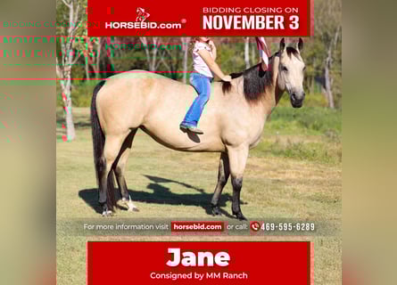 Quarter horse américain, Jument, 8 Ans, 150 cm, Buckskin