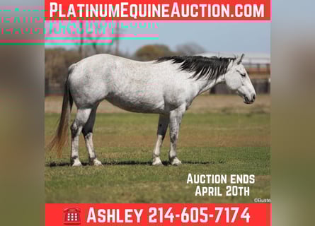 Quarter horse américain, Jument, 8 Ans, 150 cm, Gris