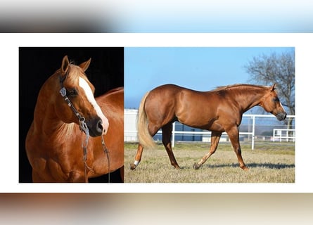 Quarter horse américain, Jument, 8 Ans, 155 cm, Palomino