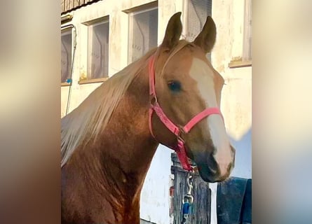 Quarter horse américain, Jument, 8 Ans, 156 cm, Palomino