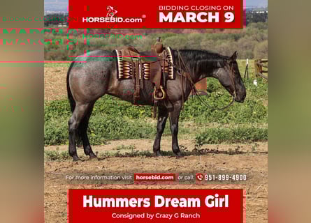 Quarter horse américain, Jument, 8 Ans, 168 cm, Rouan Bleu