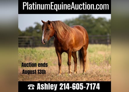 Quarter horse américain, Jument, 9 Ans, 124 cm, Bai cerise