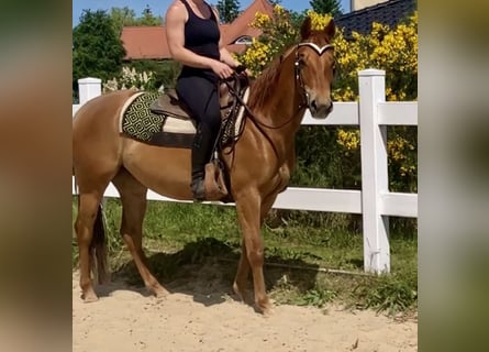 Quarter horse américain, Jument, 9 Ans, 148 cm, Alezan