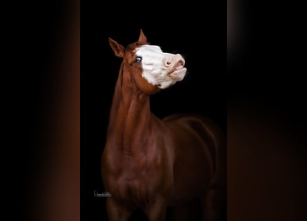 Quarter horse américain, Jument, 9 Ans, 152 cm, Alezan