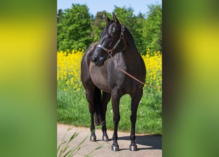 Quarter horse américain, Jument, 9 Ans, 152 cm, Noir