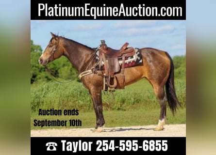Quarter horse américain, Jument, 9 Ans, 155 cm, Buckskin