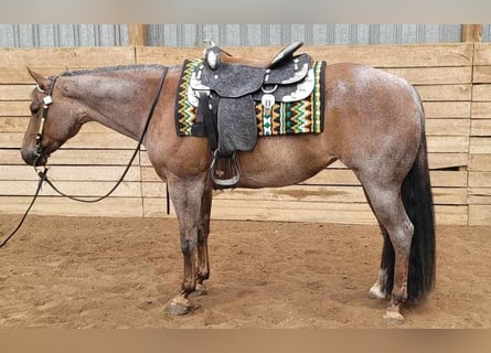 Quarter horse américain, Jument, 9 Ans, 155 cm, Rouan Rouge