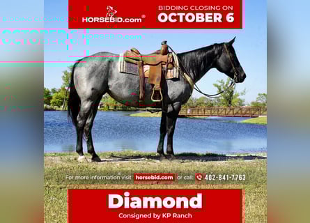 Quarter horse américain, Jument, 9 Ans, 157 cm, Rouan Bleu