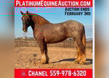 Quarter horse américain, Jument, 9 Ans, 168 cm, Rouan Rouge