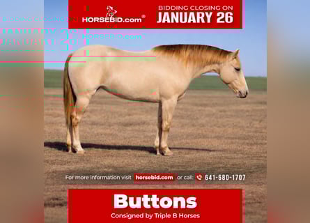 Quarter horse américain, Jument, 9 Ans, Champagne