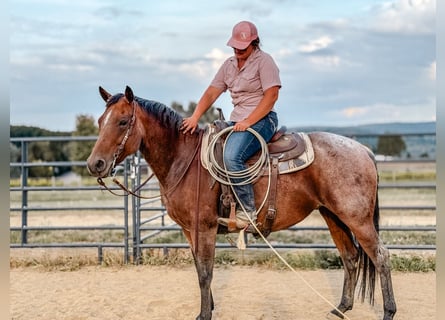 Quarter horse américain, Jument, 9 Ans, Roan-Bay