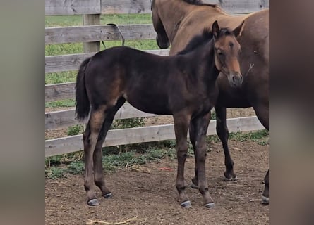 Quarter horse américain, Jument, Poulain (05/2025), 142 cm, Bai brun