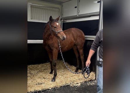 Quarter horse américain, Jument, Poulain (04/2025), 148 cm, Bai