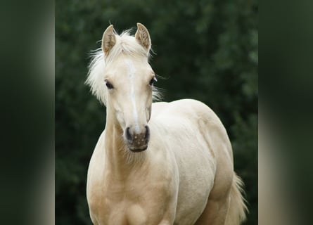 Quarter horse américain, Jument, Poulain (03/2025), 148 cm, Palomino