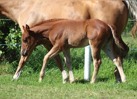 Quarter horse américain, Jument, Poulain (04/2026), 150 cm, Alezan