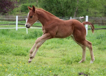 Quarter horse américain, Jument, Poulain (04/2026), 150 cm, Alezan