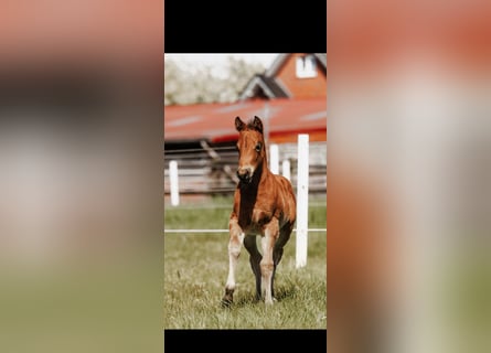 Quarter horse américain, Jument, Poulain (03/2026), 150 cm, Bai