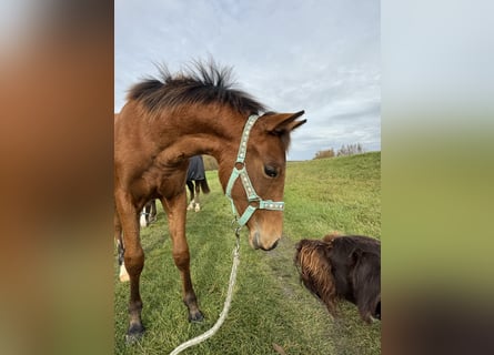 Quarter horse américain, Jument, Poulain (03/2025), 150 cm, Bai