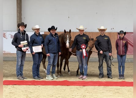 Quarter horse américain, Jument, Poulain (03/2025), 150 cm, Bai