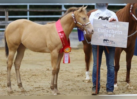 Quarter horse américain, Jument, Poulain (04/2025), 150 cm, Champagne