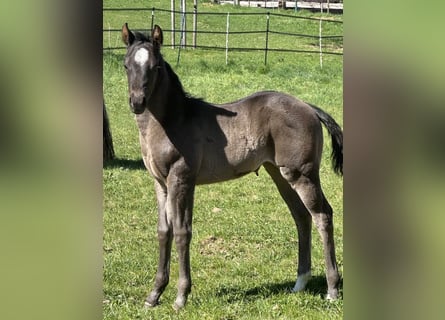 Quarter horse américain, Jument, , 150 cm, Rouan Bleu