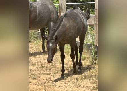 Quarter horse américain, Jument, Poulain (03/2025), 150 cm, Rouan Bleu