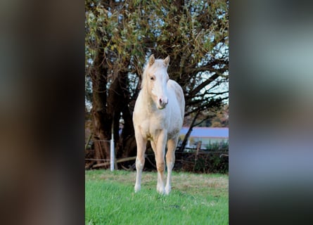 Quarter horse américain, Jument, Poulain (04/2025), 151 cm, Palomino