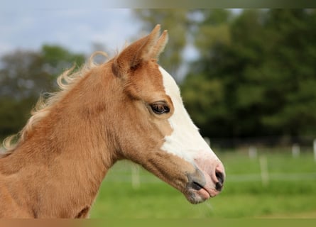 Quarter horse américain, Jument, , 151 cm, Palomino