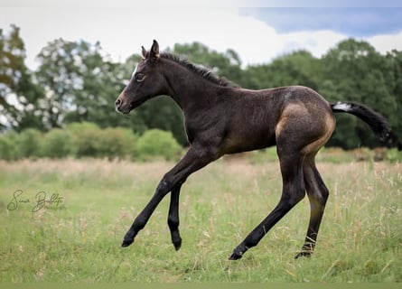Quarter horse américain, Jument, Poulain (06/2026), 160 cm, Gris (bai-dun)