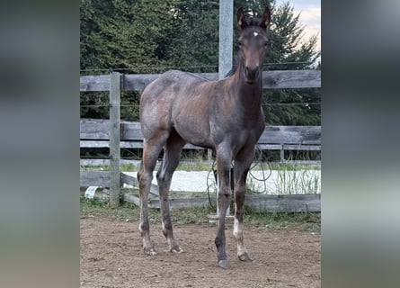 Quarter horse américain, Jument, Poulain (05/2025), 163 cm, Roan-Bay