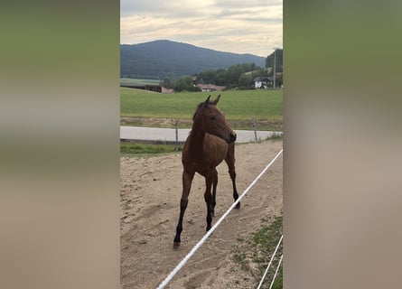 Quarter horse américain, Jument, Poulain (03/2026), Bai