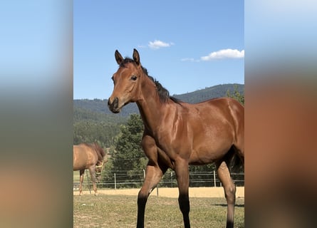 Quarter horse américain, Jument, Poulain (03/2026), Bai
