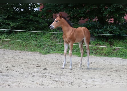 Quarter horse américain, Jument, Poulain (06/2024), Bai