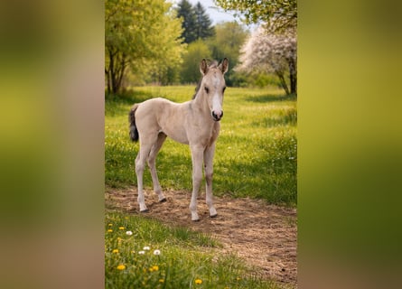 Quarter horse américain, Jument, Poulain (03/2026), Buckskin