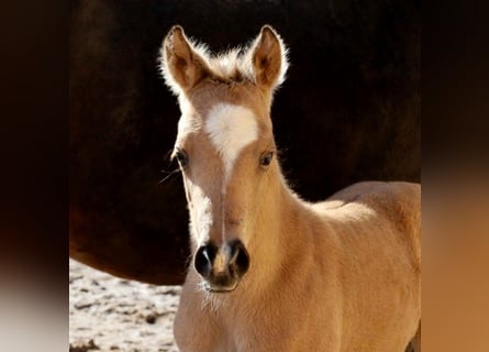 Quarter horse américain, Jument, Poulain (02/2026), Buckskin