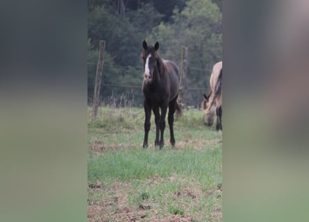 Quarter-ponny Blandning, Sto, 2 år, 148 cm, Svart