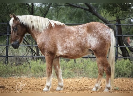 Quarter Pony, Castrone, 10 Anni, 130 cm, Sauro ciliegia