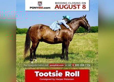 Quarter Pony, Castrone, 10 Anni, 137 cm, Morello