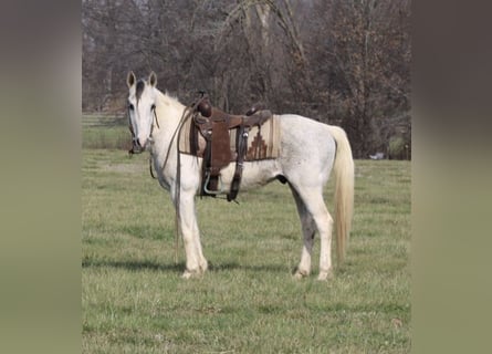Quarter Pony, Castrone, 10 Anni, 142 cm, Tobiano-tutti i colori