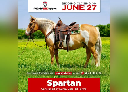 Quarter Pony, Castrone, 12 Anni, Palomino