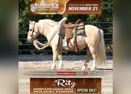 Quarter Pony, Castrone, 13 Anni, 114 cm, Palomino