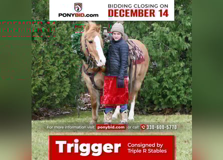 Quarter Pony, Castrone, 13 Anni, 127 cm, Red dun